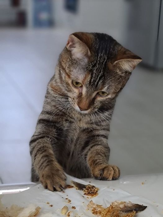 Adoptie responsabila Minnie