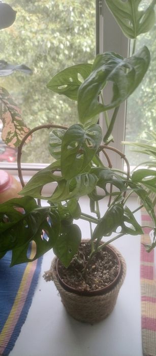 Продам комнатные цветы