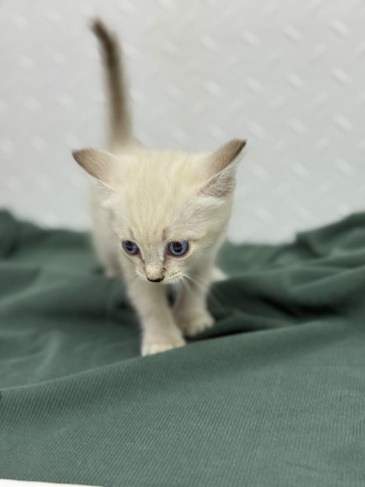 Котёнок ищет дом!
