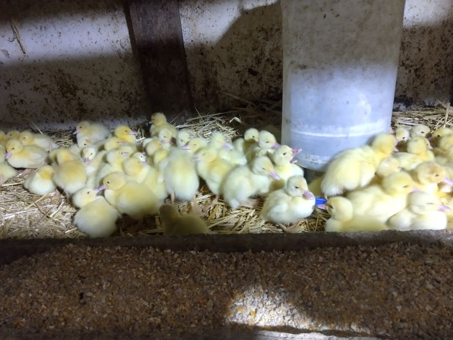 Vând boboci de rață