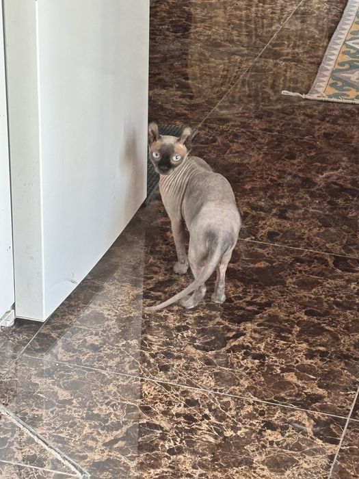 Кошка Сфинкс Эльф Канадский
