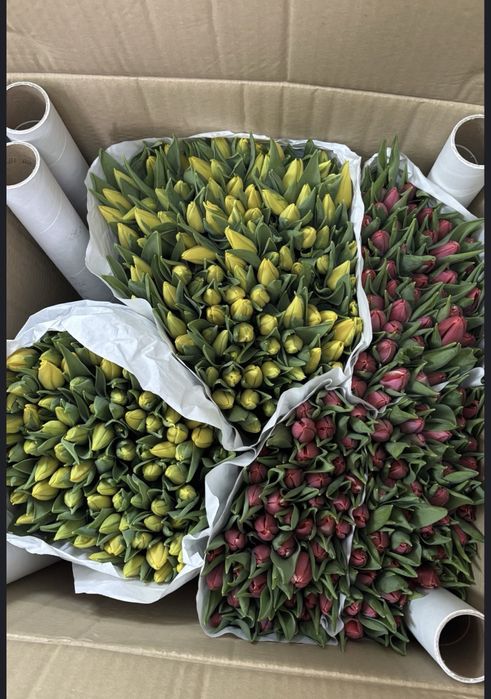 Тюльпаны оптом и в розницу  24на7