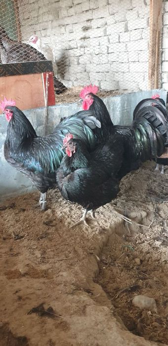 Австралорп товук тухумлари