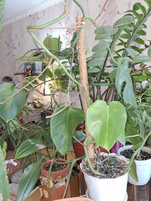 Комнатные растения и цветы