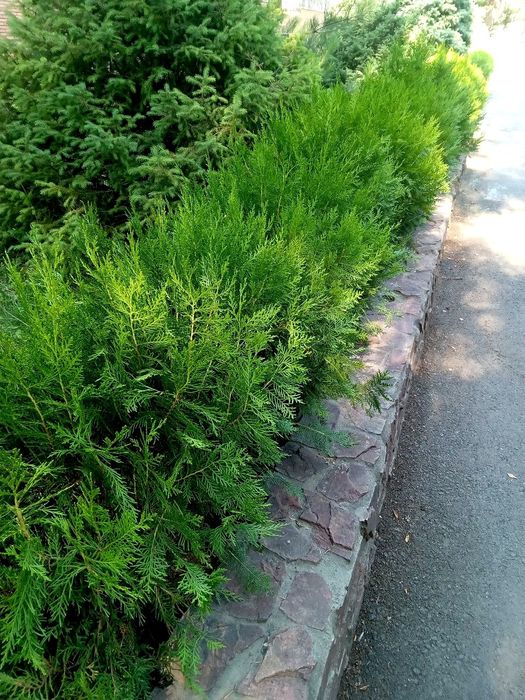 Арчалар яшил девор учун.