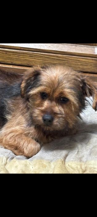 Yorkshire Terrier  Gold