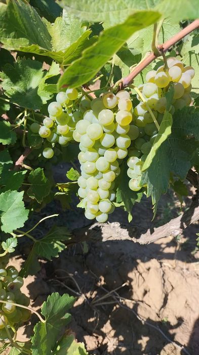 Vineri 18 , începem culesul strugurilor fetească/merlot.