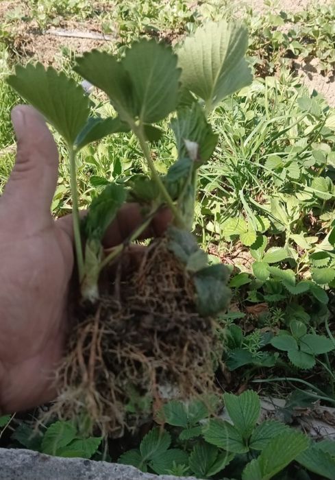 Продаю рассаду клубнику  сорт Албион