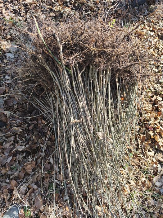 Puieții salcâm mesteacăn alb la preț bun