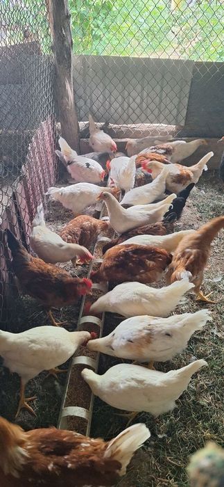 Продам кур.Домашнии несушки.