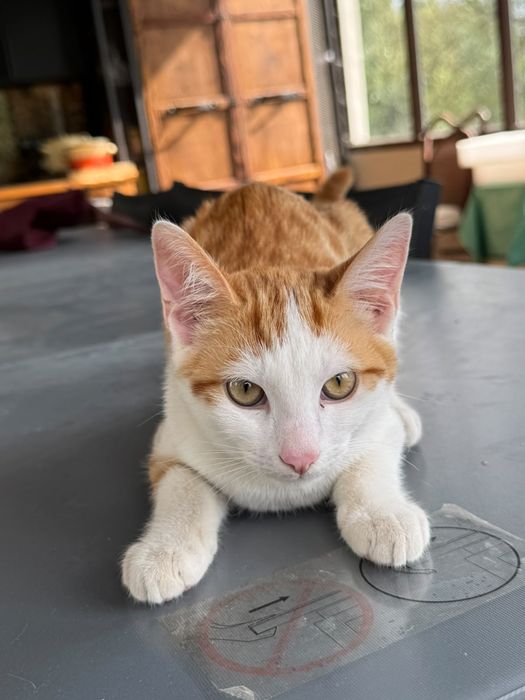 Котята умные, ласковые, 4 мес.