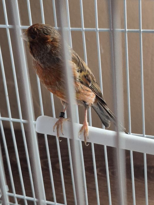 Disponibil o pereche de canari