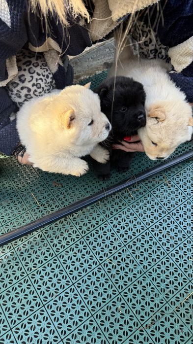 Ofer spre vanzare pui Chow Chow