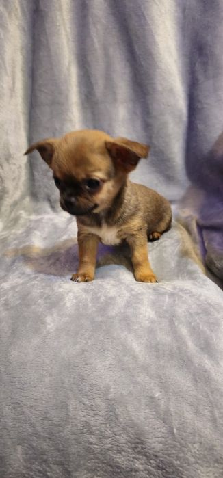 Baietel  chihuahua cu acte