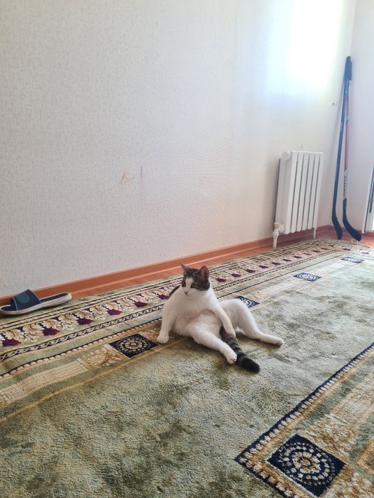 Отдам кошку в добрые руки