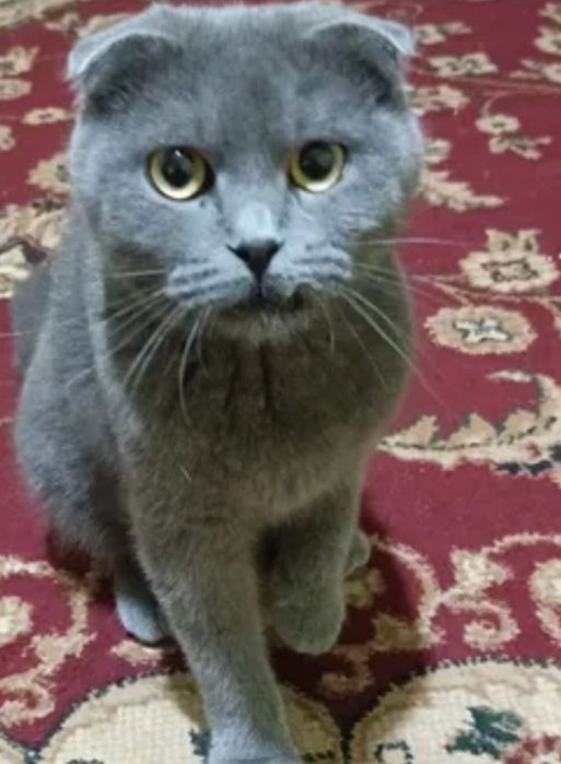Zotdor Britaniya Kaltatukli (British Shorthair) – Nasl ko'paytirishga