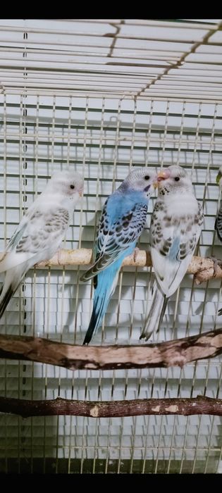 Волнистые попугаи .