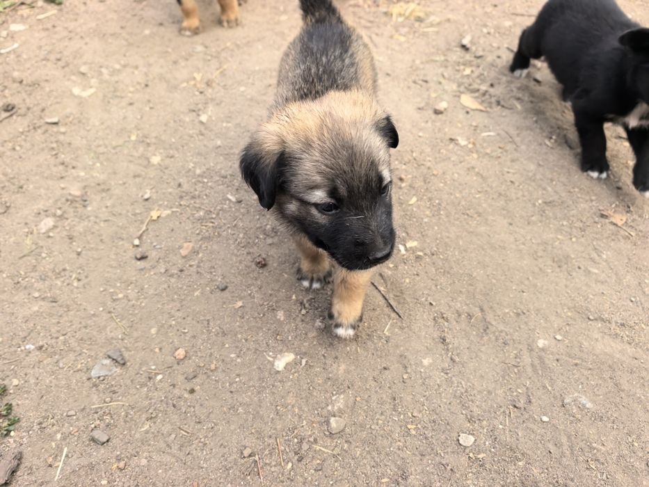 Малки кученца на един месец