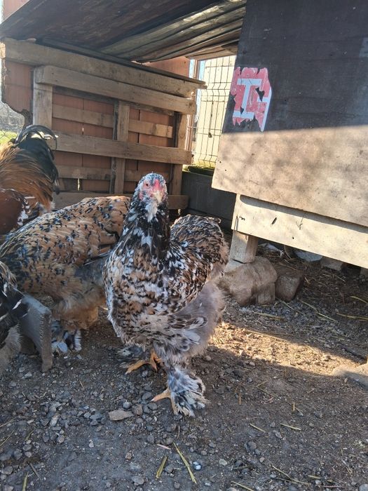 Vând ouă pentru incubat