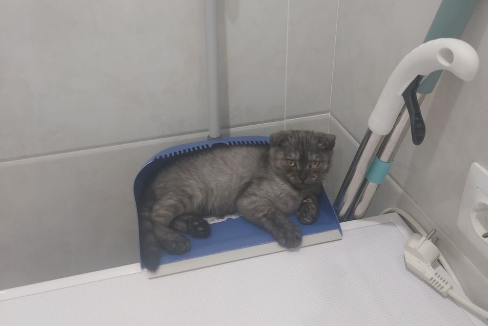 котёнку 2,5 месяца