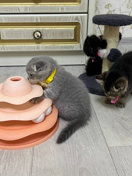 Продается котята , смесь золотая шиншилла и британский