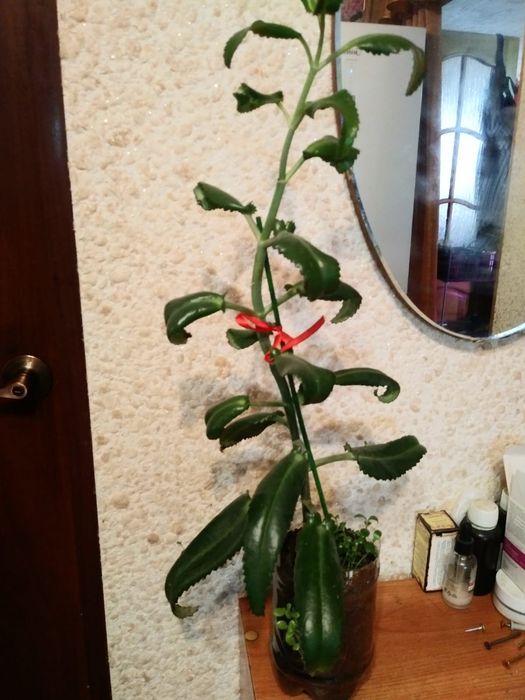 Каланхоэ. Продам...