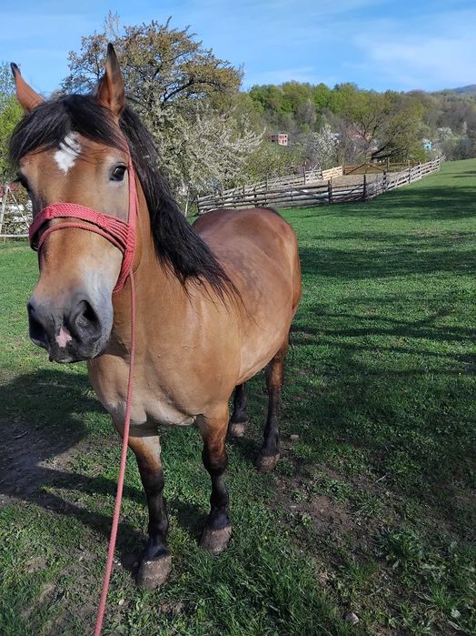 Iapa gestanta de vanzare