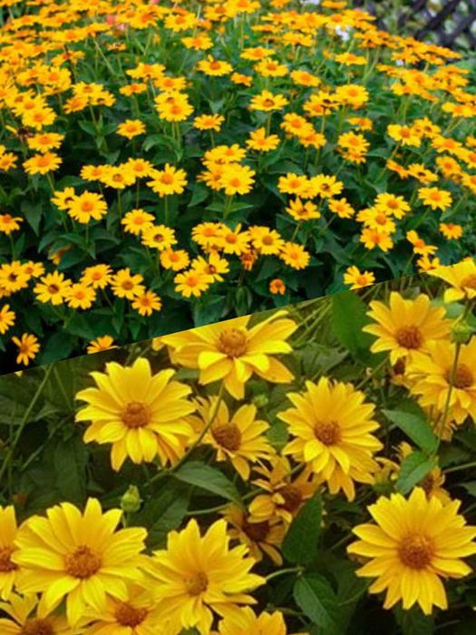 Семена    цветов