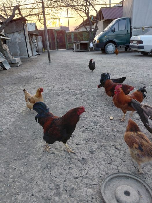 Кучинский петухи