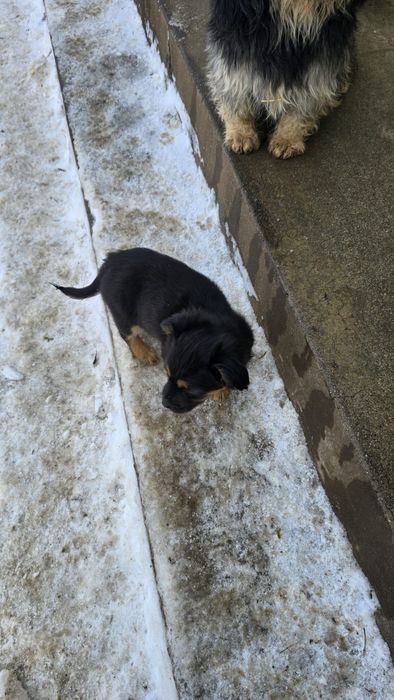 Donez catei de talie mica