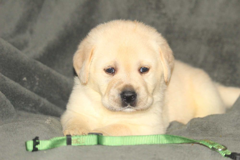 pui labrador calitate deosebita