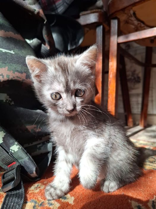 Отдам котёнка 2 месяца