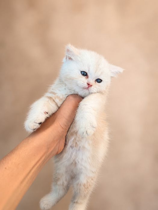 Котята золотая и серебристая шиншилла ищут дом (продаются!)