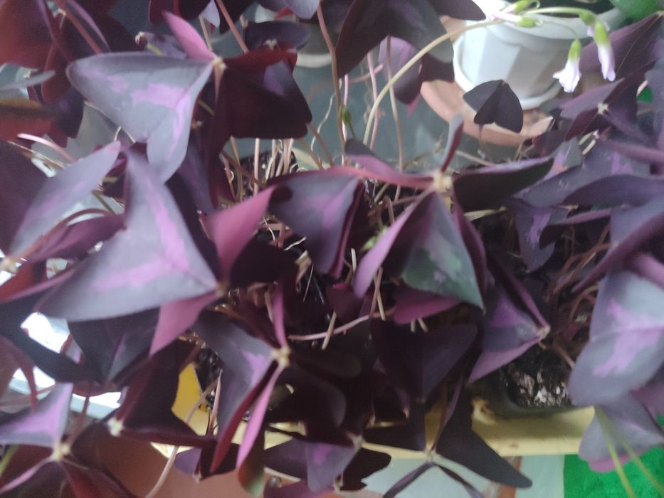 Продам комнатные цветы.