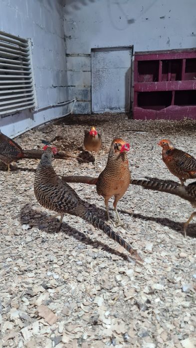 Tineret 2025 Fazan Auriu pe rosu