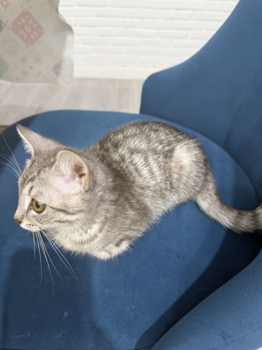 котенок отдам в добрые руки девочка