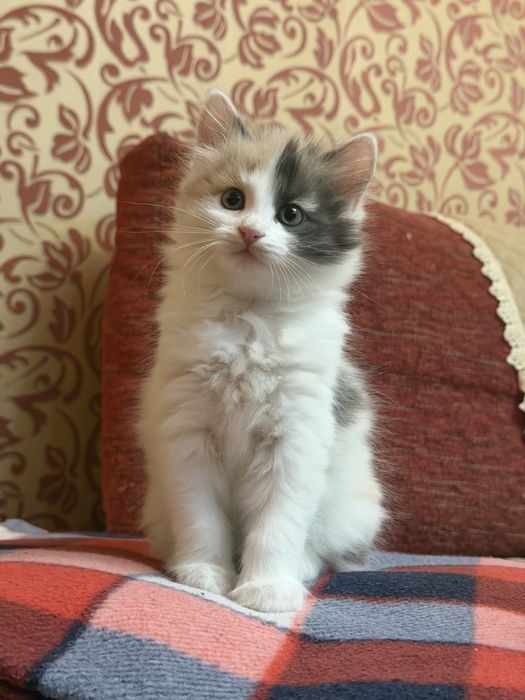 Сибирские котята