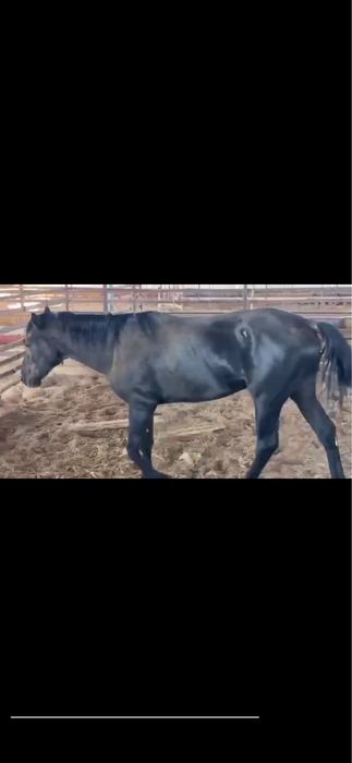 (От - Сотилади.)