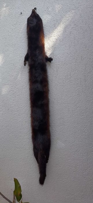 blana nurca  90 cmx 10 cm pret 100 lei