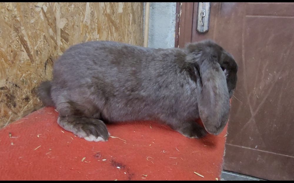 Iepuri berbec german