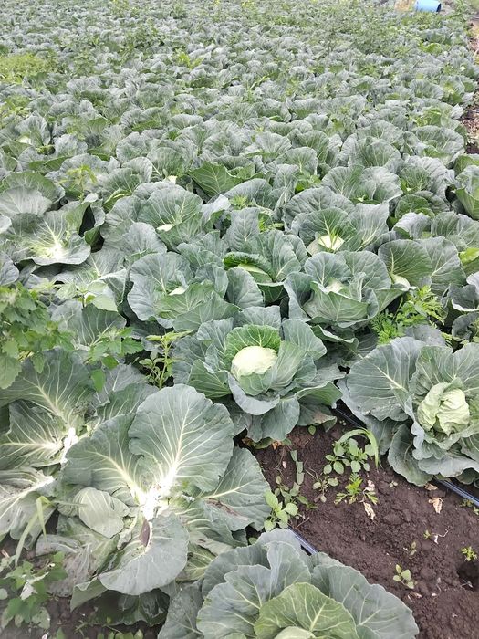 Varză 1.5 lei kilogramul