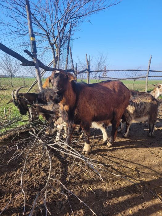 Vand capre si un tap