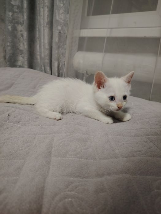 Отдам котят в хорошие руки