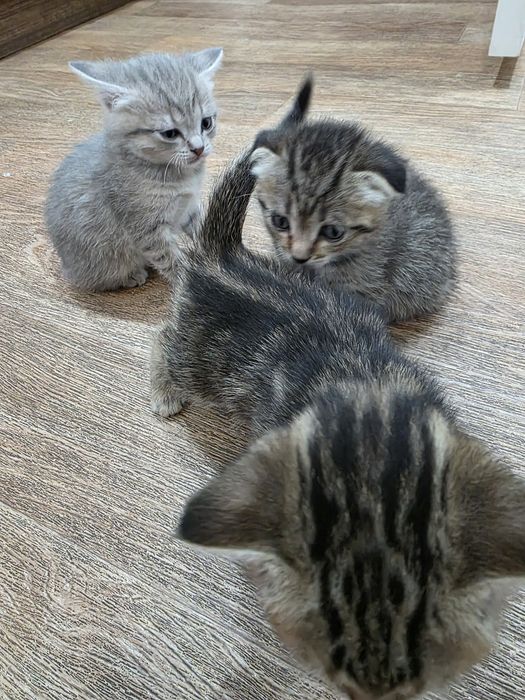 Продам котят шотландцев