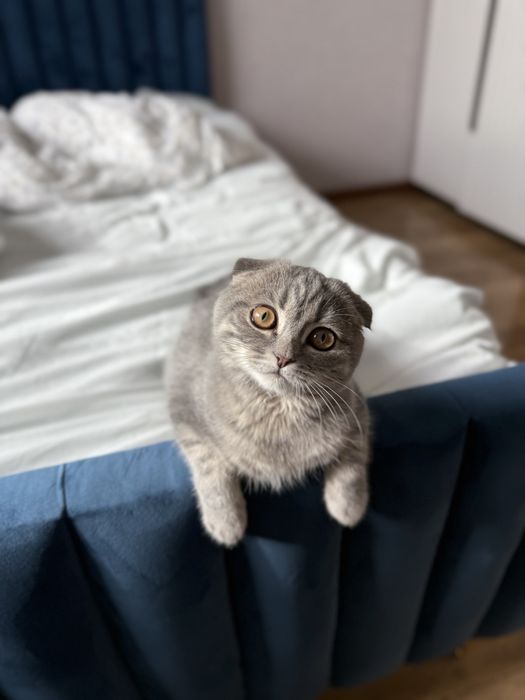 Отдам кошку в добрые руки