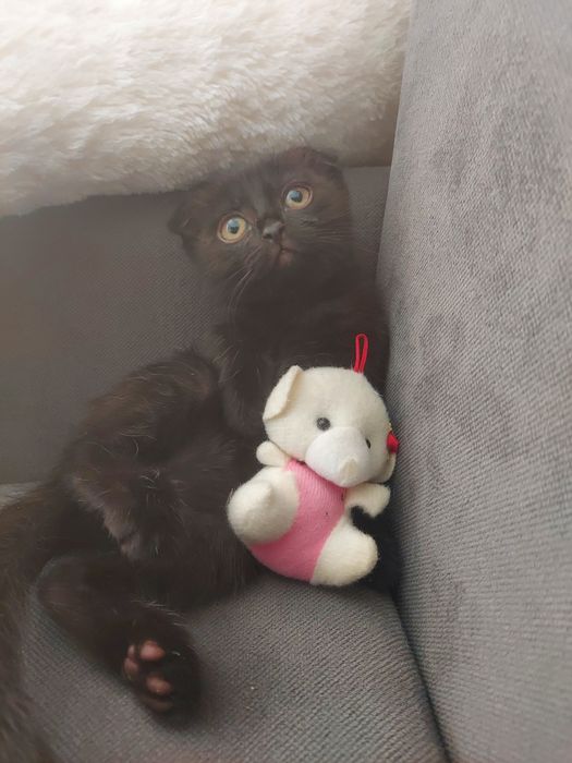 Котята два месяца