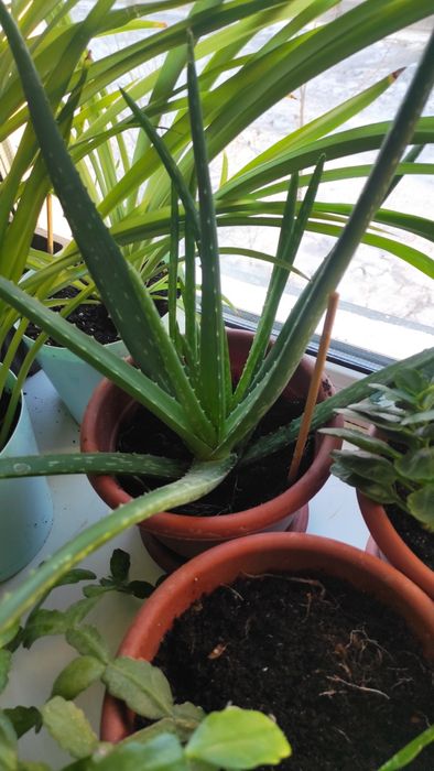 Продам подростка Алое вера