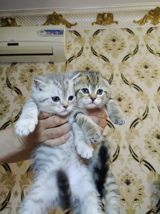 Shinshilla mramir akras