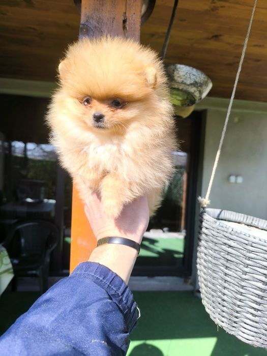 Померанчета мини,мини