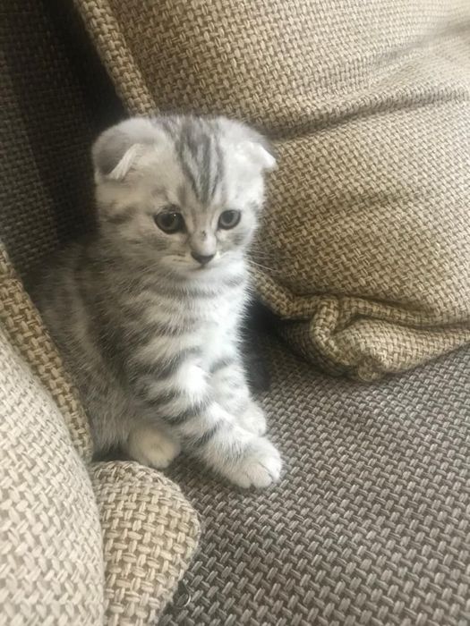 вислоухий котёнок
